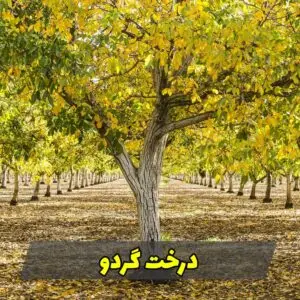 باغ درختان گردوی سامان؛ منبع چوب گردوی کارگاه جلوه چوب