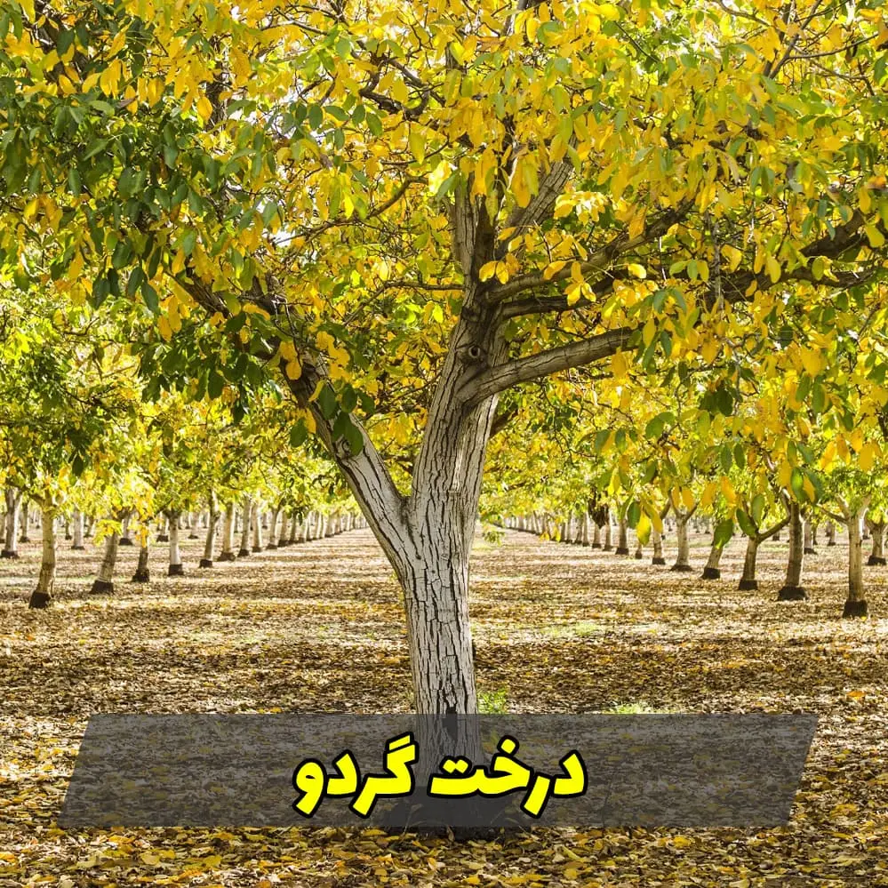 باغ درختان گردوی سامان؛ منبع چوب گردوی کارگاه جلوه چوب